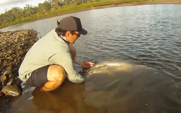 VIDEO: Boyne River Barra Bonanza